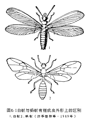 <a href='http://www.cshcfz.com/Item/380742/' target='_blank'><a href='http://www.cshcfz.com/Item/380742/' target='_blank'><a href='http://www.cshcfz.com/Item/380742/' target='_blank'>蟑螂</a></a></a>和蚂蚁区别