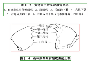 <a href='http://www.cshcfz.com/Item/380742/' target='_blank'><a href='http://www.cshcfz.com/Item/380742/' target='_blank'><a href='http://www.cshcfz.com/Item/380742/' target='_blank'>蟑螂</a></a></a>成虫器官