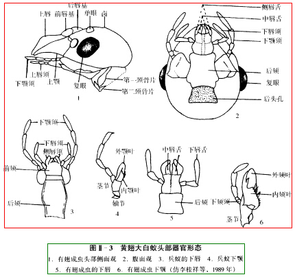 <a href='http://www.cshcfz.com/Item/380742/' target='_blank'><a href='http://www.cshcfz.com/Item/380742/' target='_blank'><a href='http://www.cshcfz.com/Item/380742/' target='_blank'>蟑螂</a></a></a>成虫