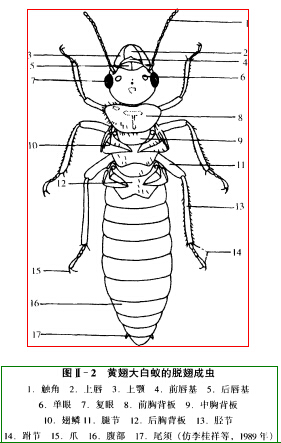 <a href='http://www.cshcfz.com/Item/380742/' target='_blank'><a href='http://www.cshcfz.com/Item/380742/' target='_blank'><a href='http://www.cshcfz.com/Item/380742/' target='_blank'>蟑螂</a></a></a>成虫图片