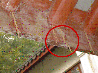 古建筑蟑螂防治案例一