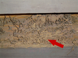 古寺庙蟑螂防治案例