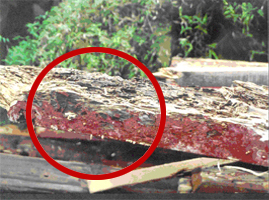 纪念馆蟑螂防治案例