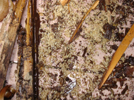 高层蟑螂危害案例