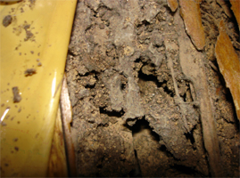 翻修蟑螂危害案例