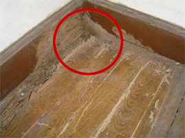 踢脚线蟑螂危害案例