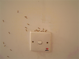 新房发生蟑螂危害
