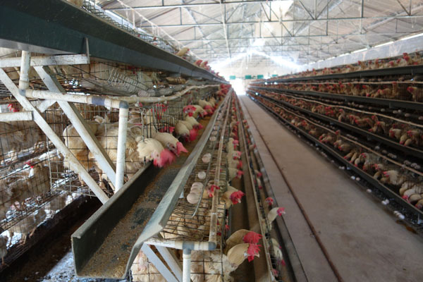 畜禽饲养场灭鼠公司如何防治鼠害？