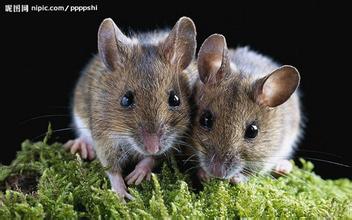 家庭灭鼠最佳方法_如何在居民区灭鼠_家有老鼠怎么办？