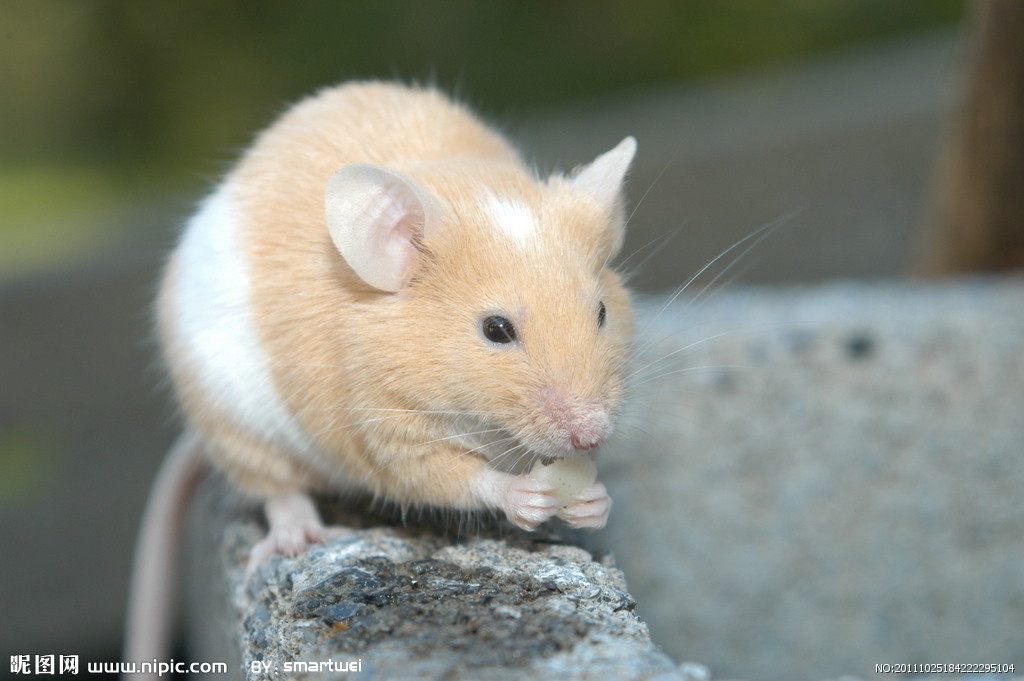 家庭灭鼠后，如何消灭残存鼠？灭鼠公司来教你