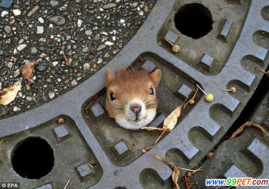 消杀公司教您下水道与坑道鼠害如何防治？